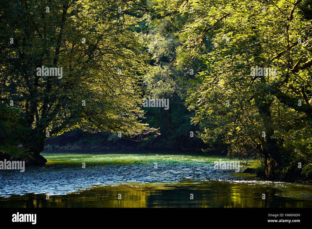 River flowing through a green forest in summer in the backlight Stock ...
