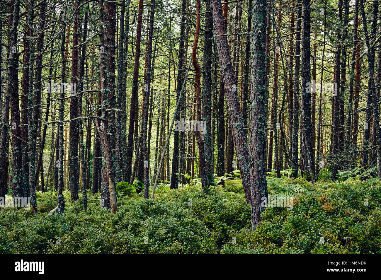 Forest with lichened trees Stock Photo