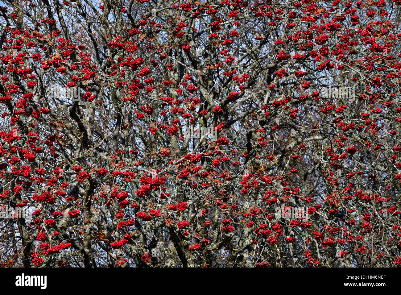 Red fruits of European rowan on a tree Stock Photo