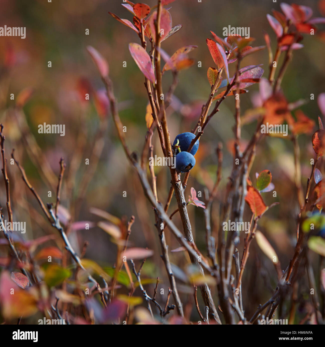 Bush of a blueberry, red colored with leaves and two blueberries in the