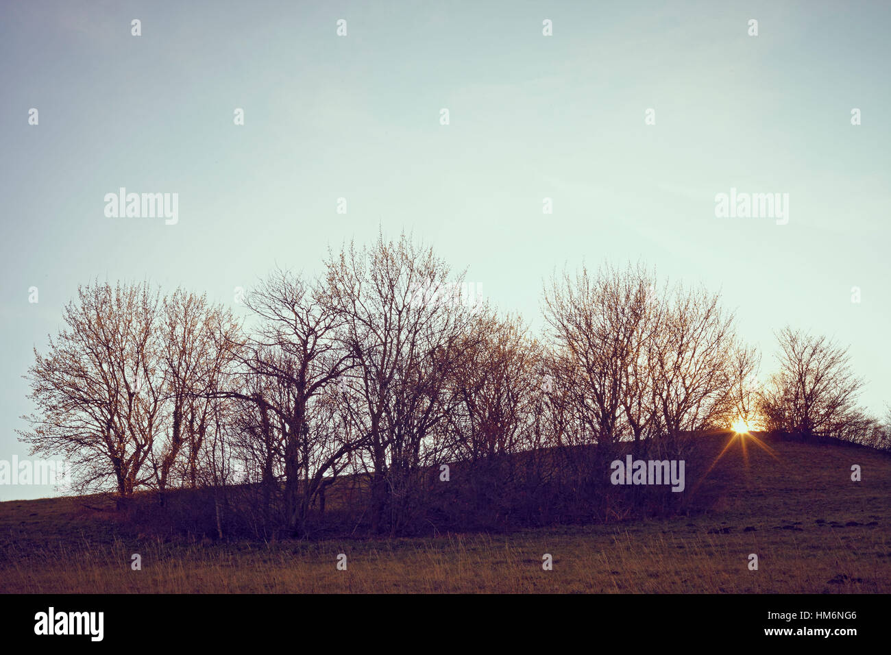 Trees, side by side in a row, branches, sun shining in backlight Stock Photo