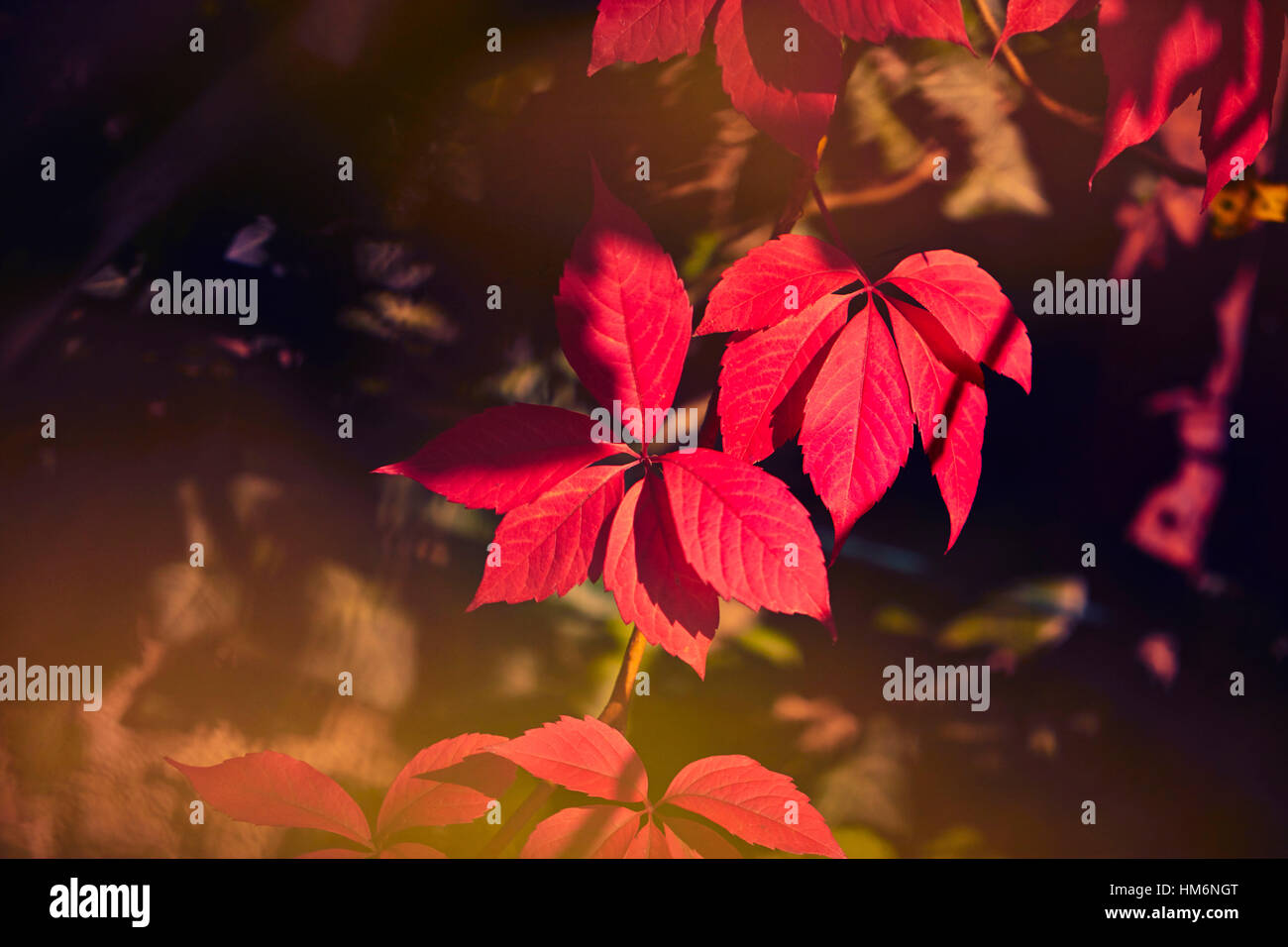 red foliage of five-leaved ivy in the autumn sun Stock Photo