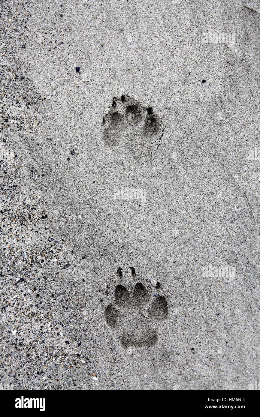 Paw prints of a Black Backed Jackal in the Namib Desert Stock Photo Alamy