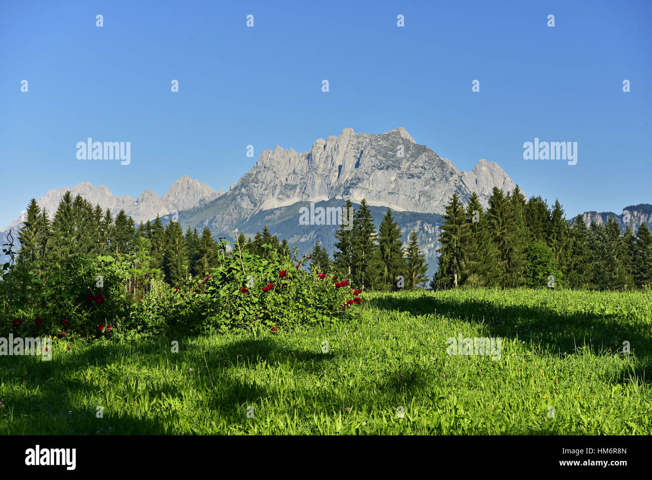Alpine meadow with view to the Wilder Kaiser mountain Stock Photo