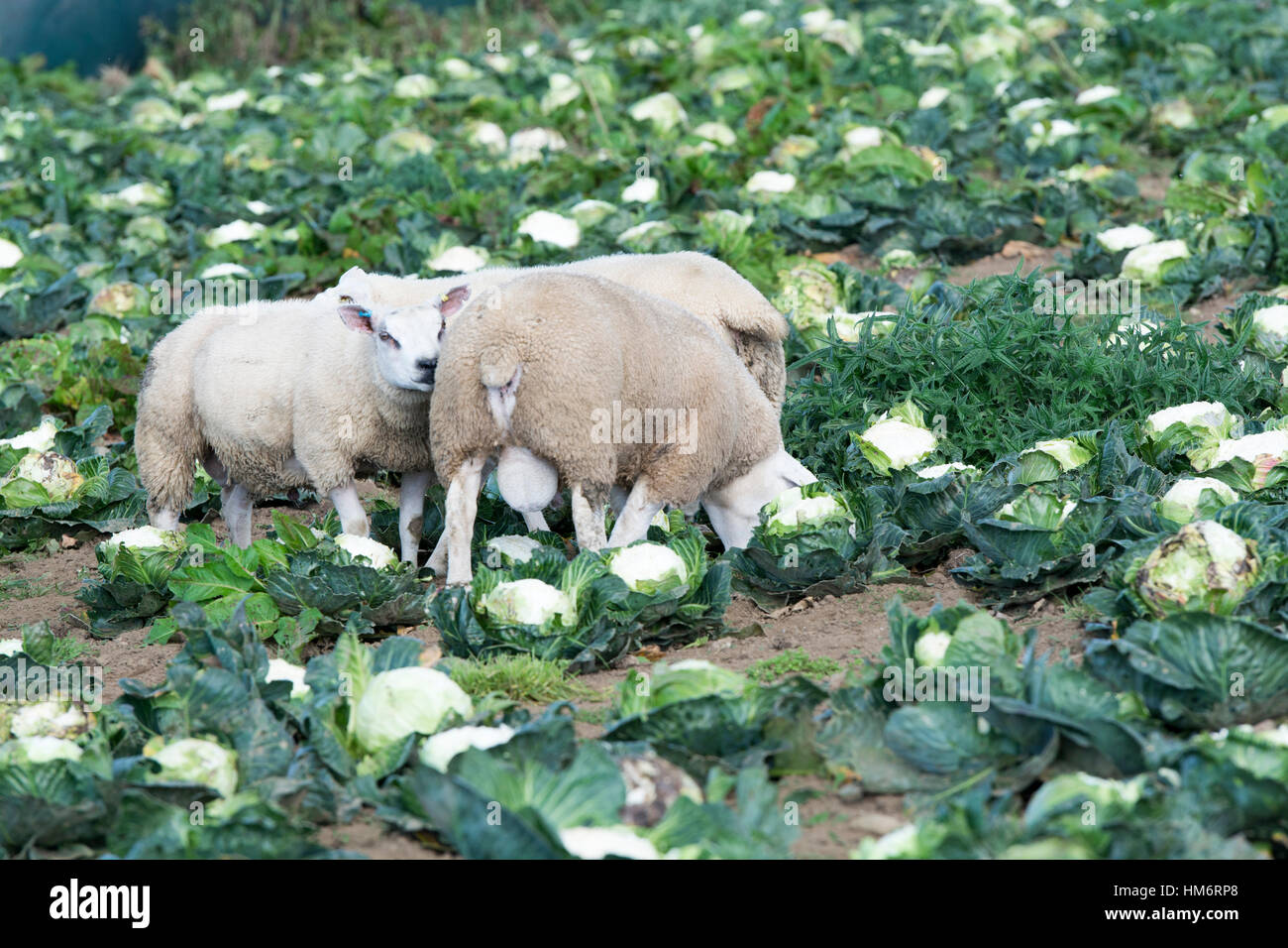 Fattening lambs on cauliflower crop, Lancashire, UK Stock Photo Alamy