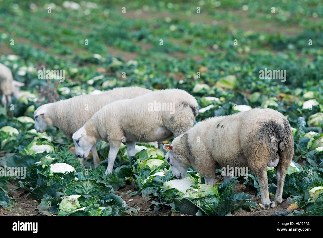 Fattening lambs on cauliflower crop, Lancashire, UK Stock Photo Alamy