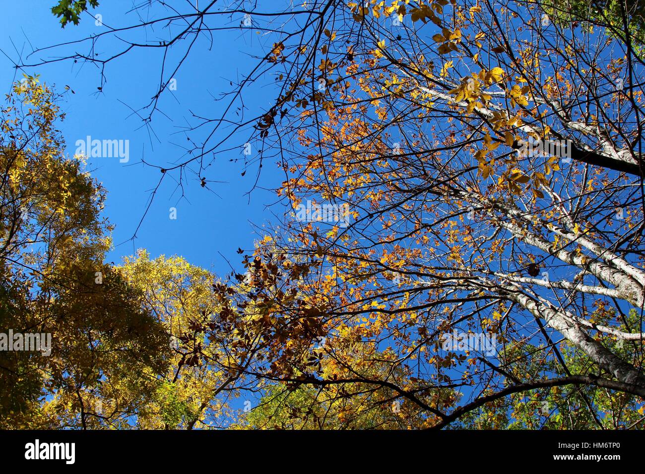 A autumn tree with the blue sky above Stock Photo - Alamy