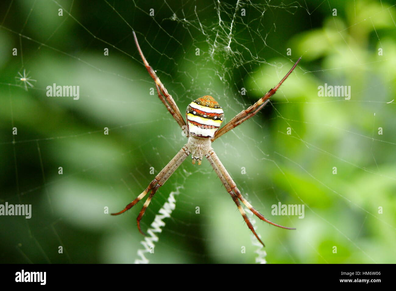 St Andrews Cross spider Stock Photo