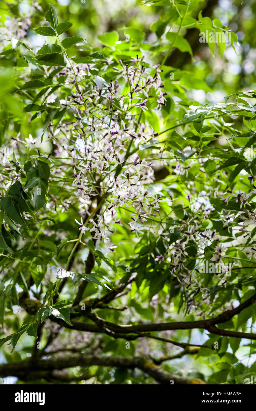 Flowers of Melia azederach in summer - Persian lilac or bead tree Stock Photo