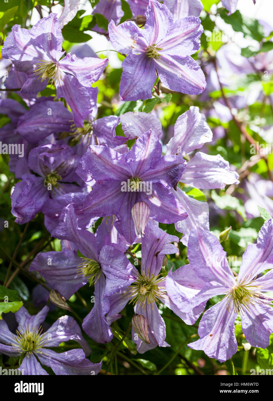 Clematis 'Prince Charles' Stock Photo
