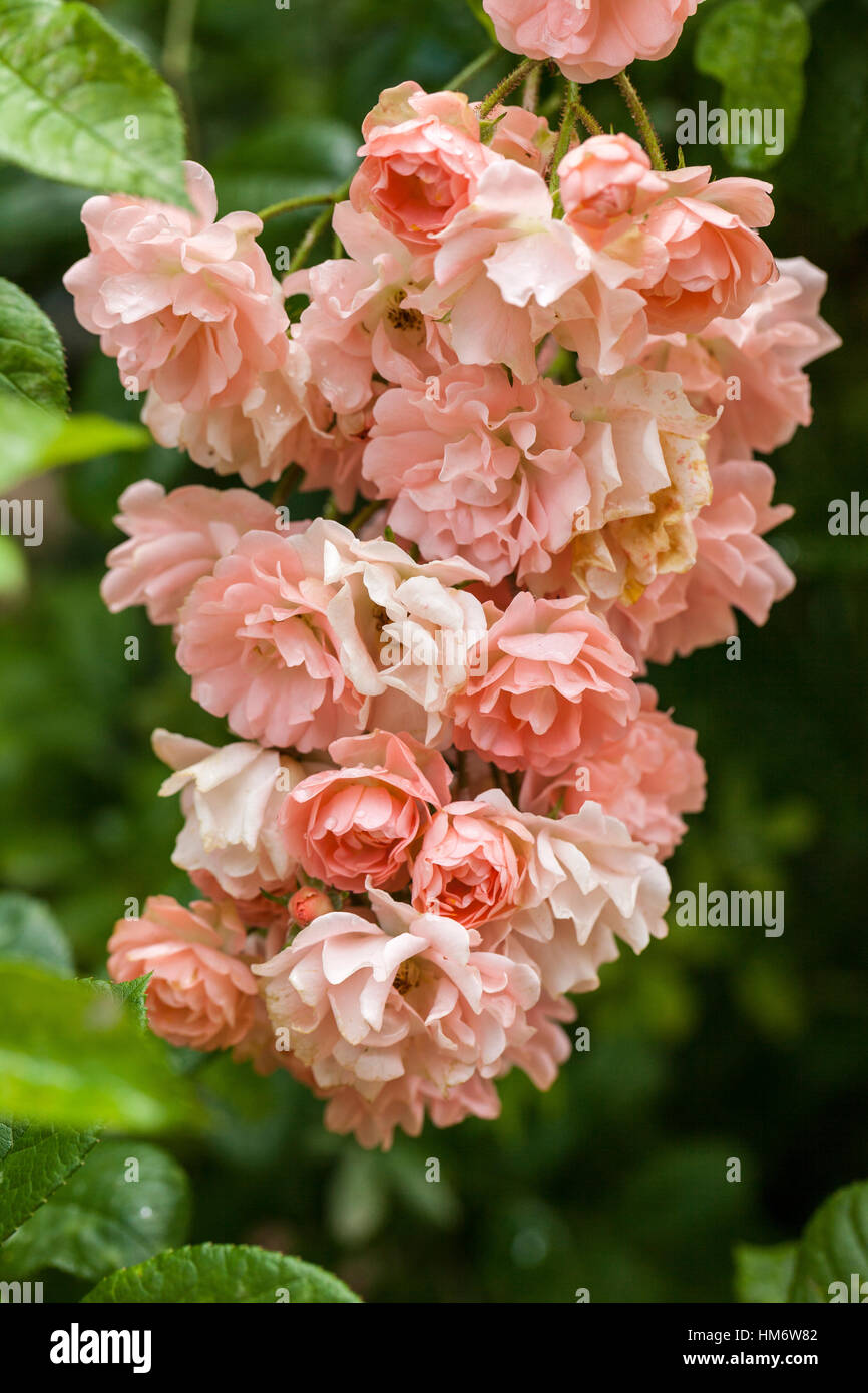 Rosa 'Souvenir d'Adolphe Turc' - scented shrub rose Stock Photo