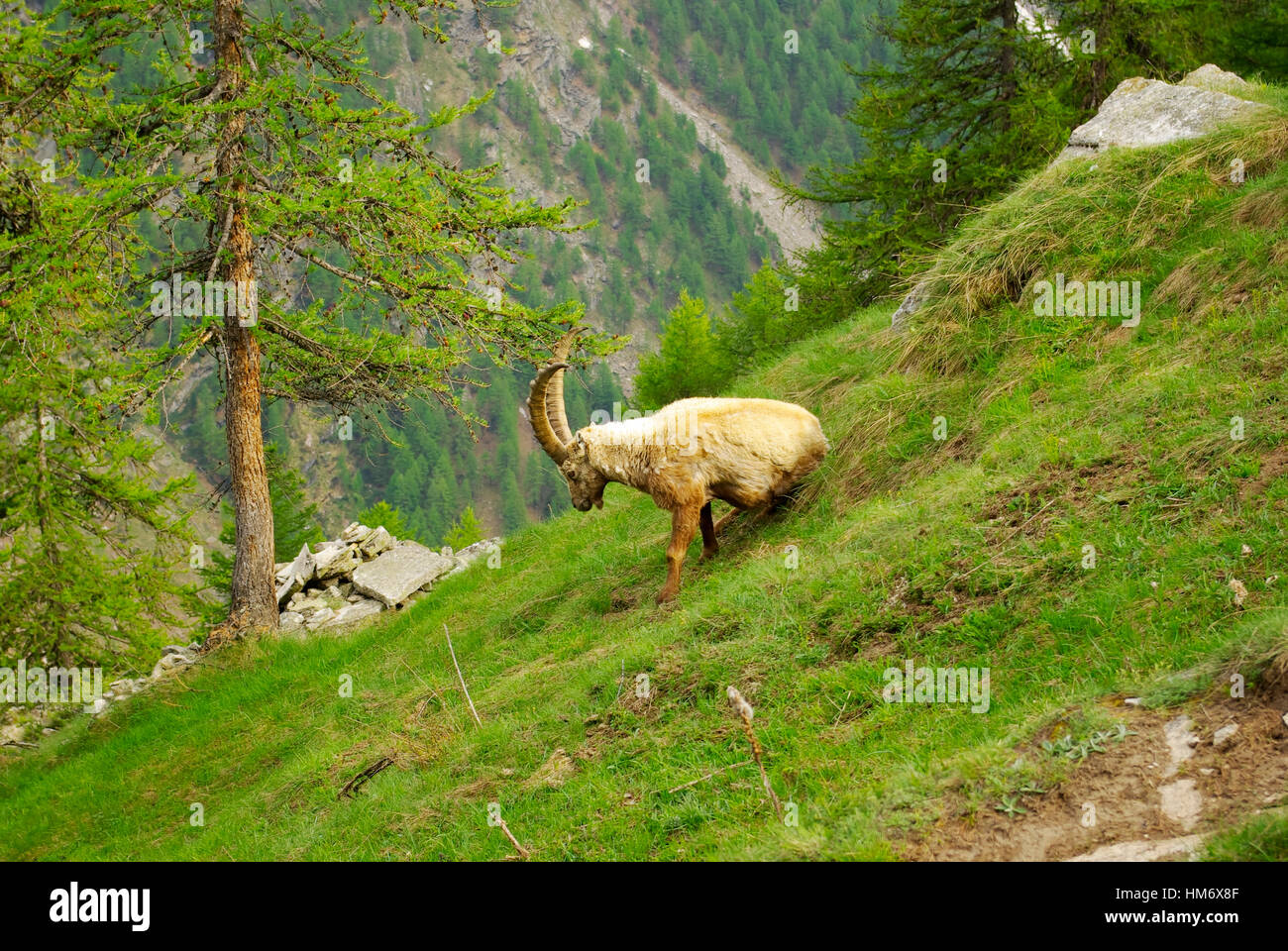 Steinbocks (Capra Ibex) on the trail to Refuge Sella, in the Gran Paradiso National Park. Stock Photo