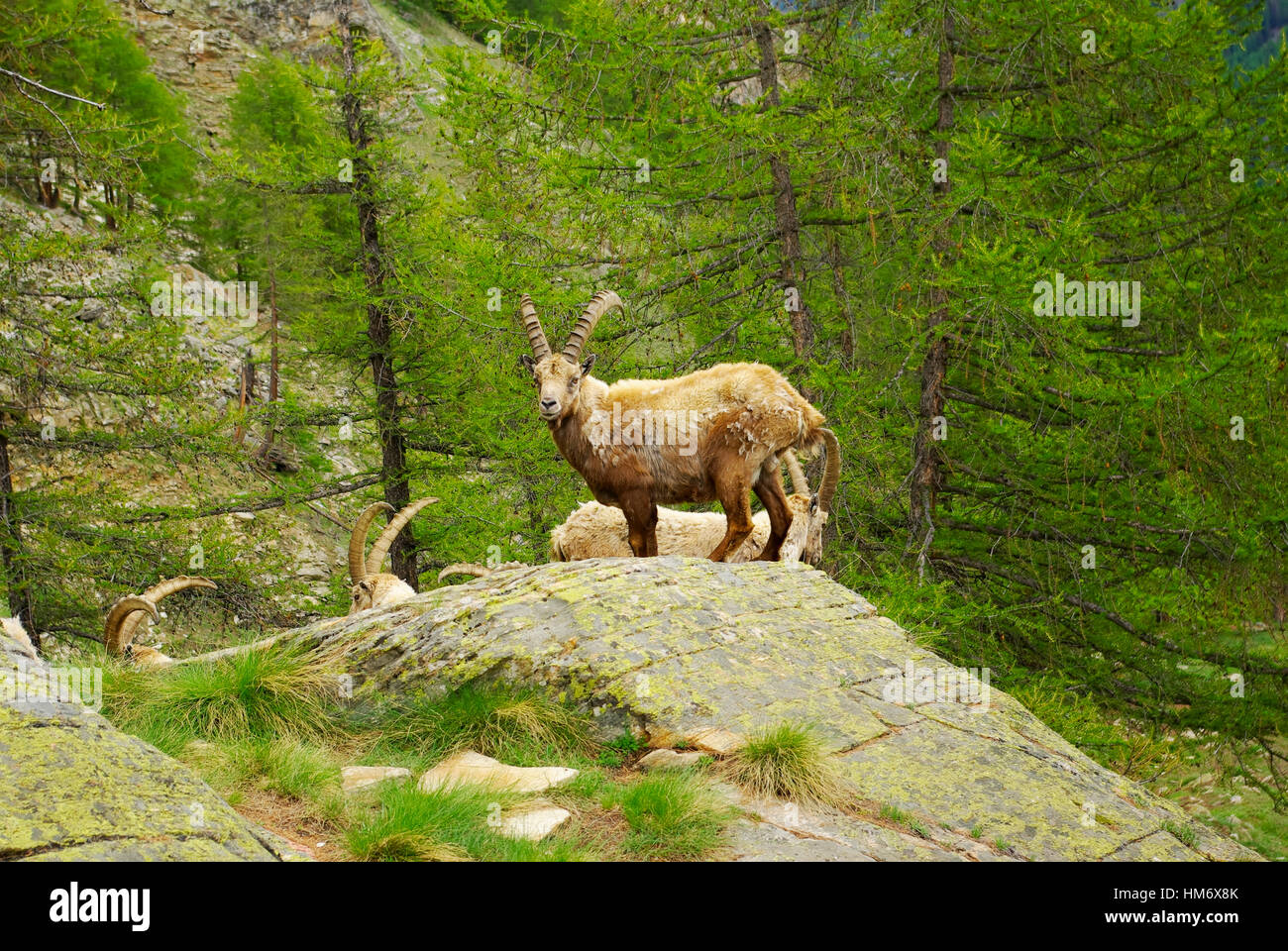 Steinbocks (Capra Ibex) on the trail to Refuge Sella, in the Gran Paradiso National Park. Stock Photo