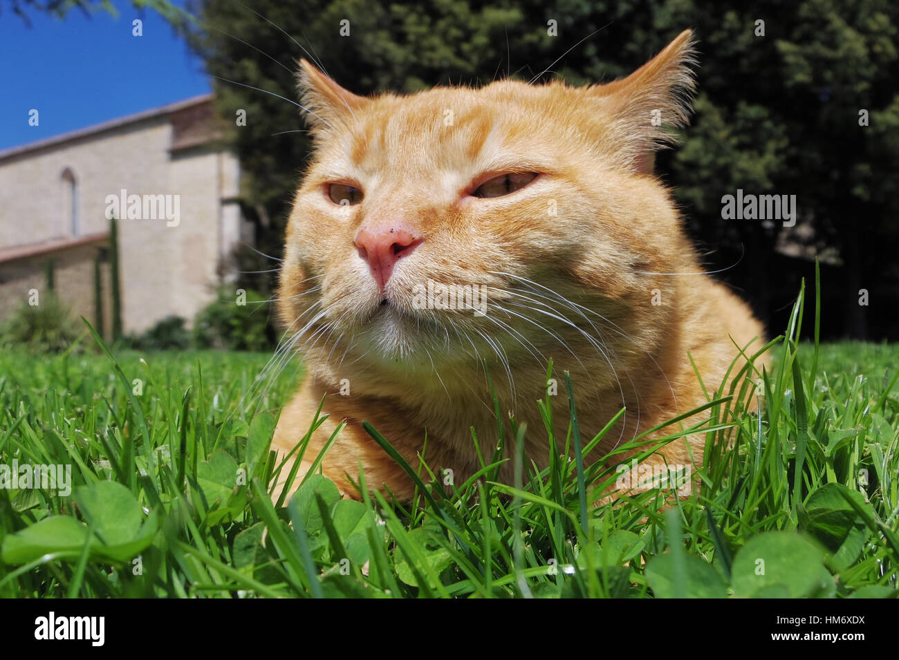 Big cat relaxing grass hi-res stock photography and images - Alamy