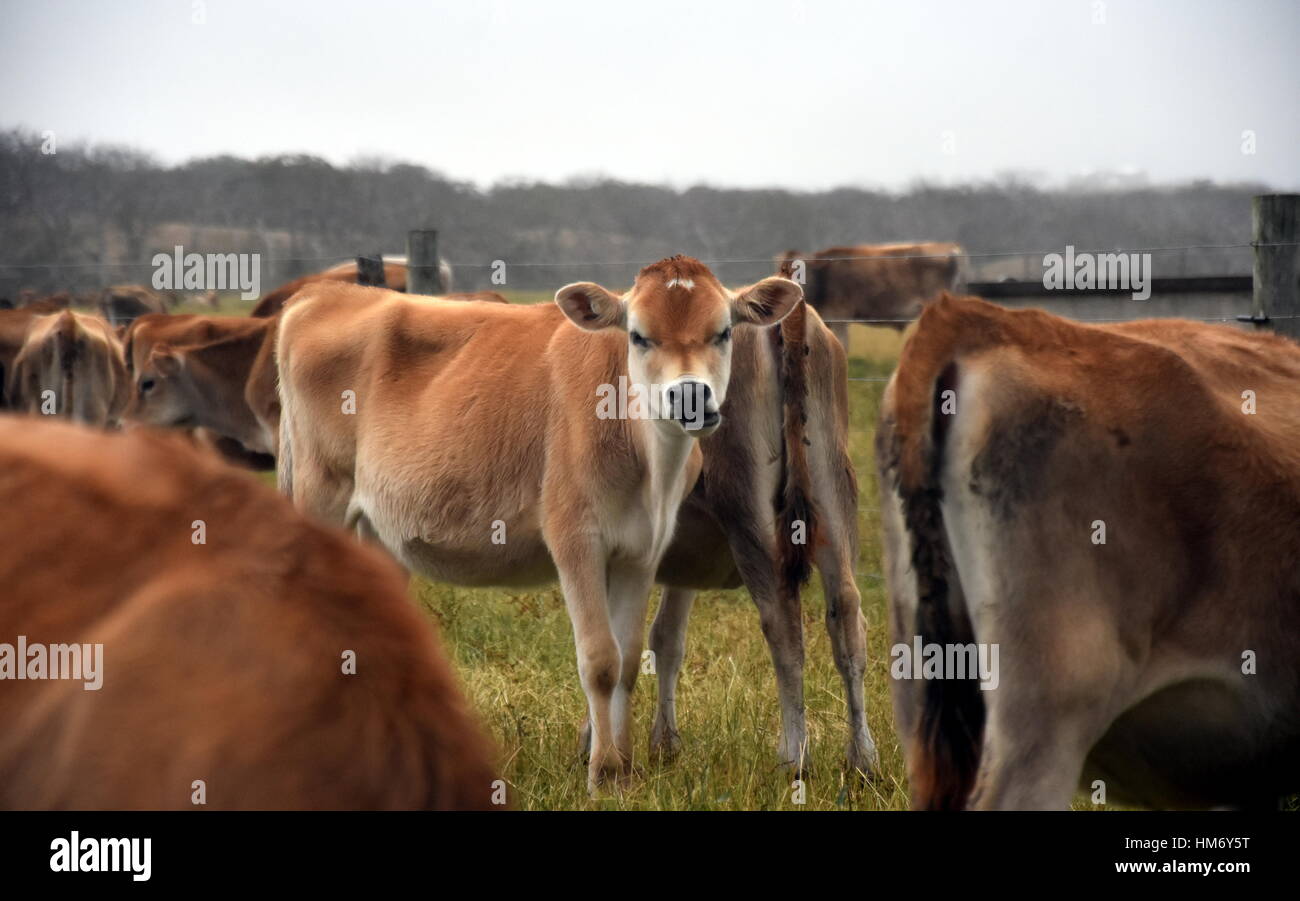 Cows in the Pasture Corral. Herd of cows on the pasture. Cows grazing ...