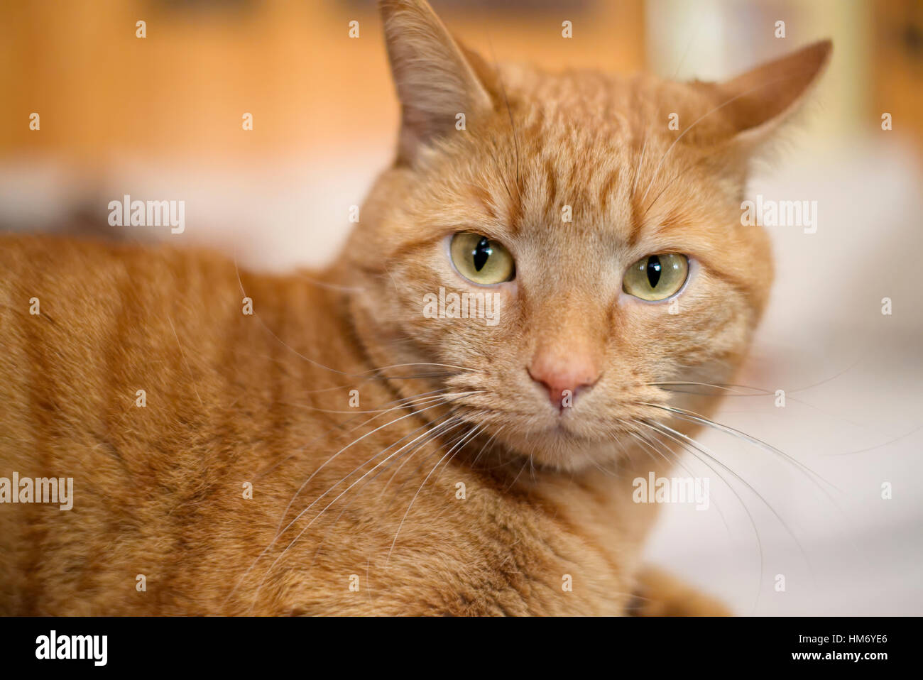 Orange cat lying down looking into camera Stock Photo