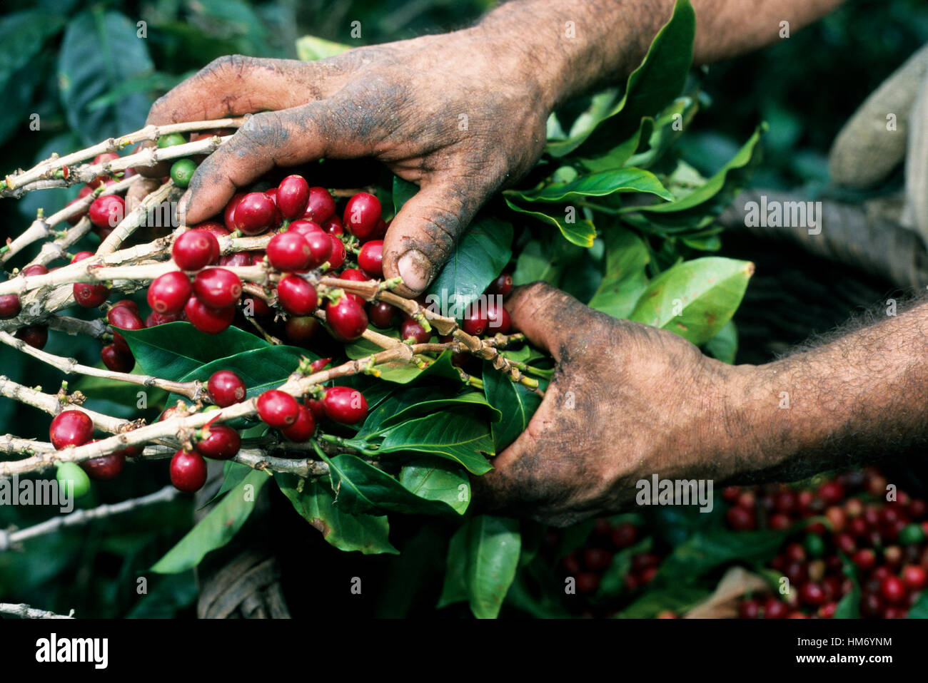 Coffee picker's hands holding coffee plant branches, Central Valley, Costa Rica Stock Photo