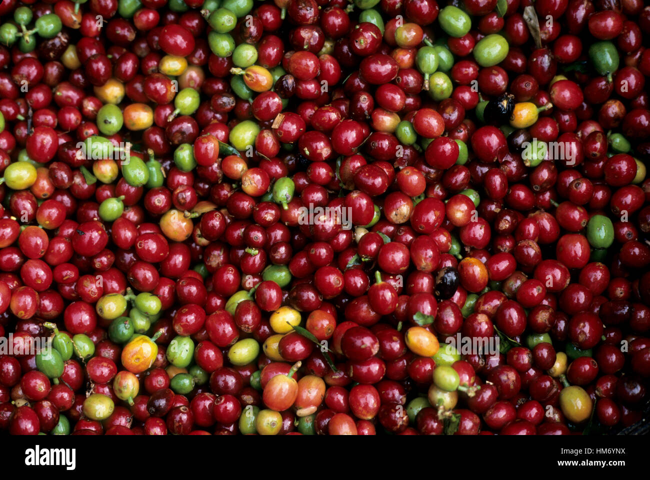 Close up of coffee beans. Plantation near Alajuela, Costa Rica. Stock Photo