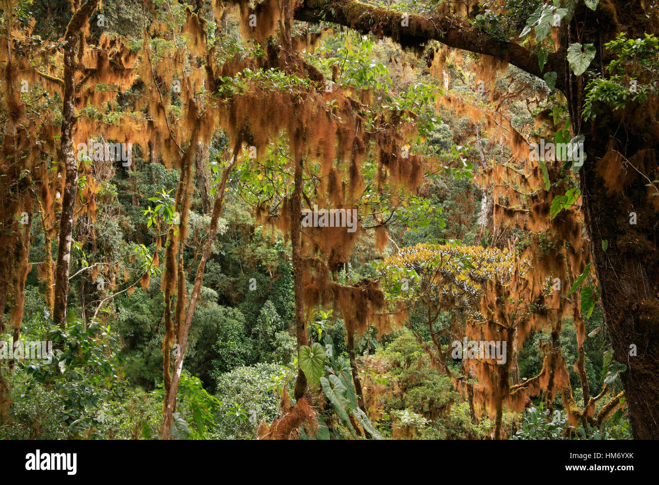 Orange liverworts on cloud forest branches. Chirripo National Park, Costa Rica. Stock Photo