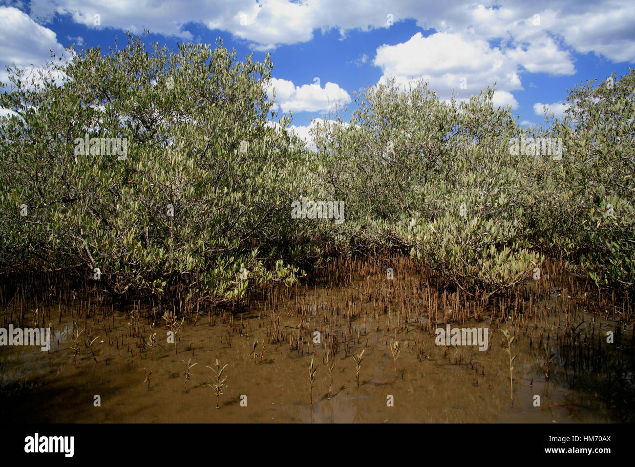 Black Mangrove (Avicennia germinans), Tamarindo Nacional Wildlife Refuge, Costa Rica Stock Photo