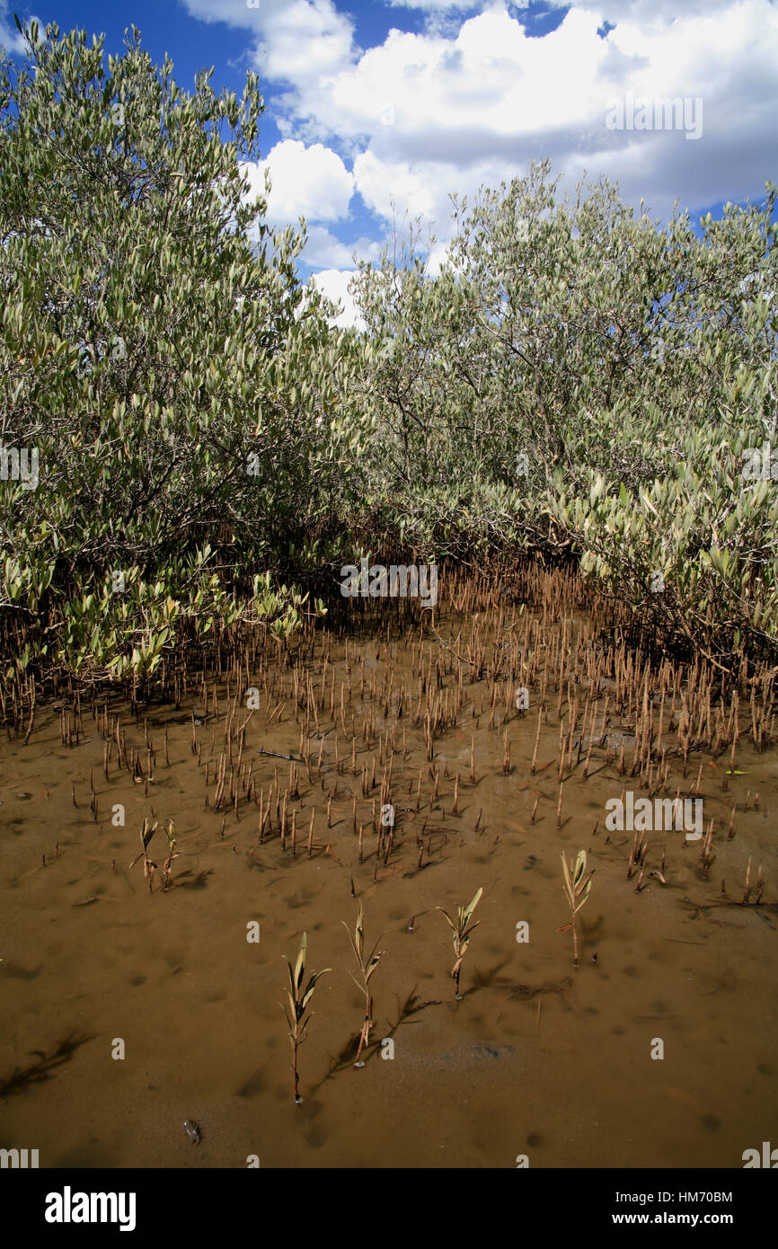 Black Mangrove (Avicennia germinans), Tamarindo Nacional Wildlife Refuge, Costa Rica Stock Photo