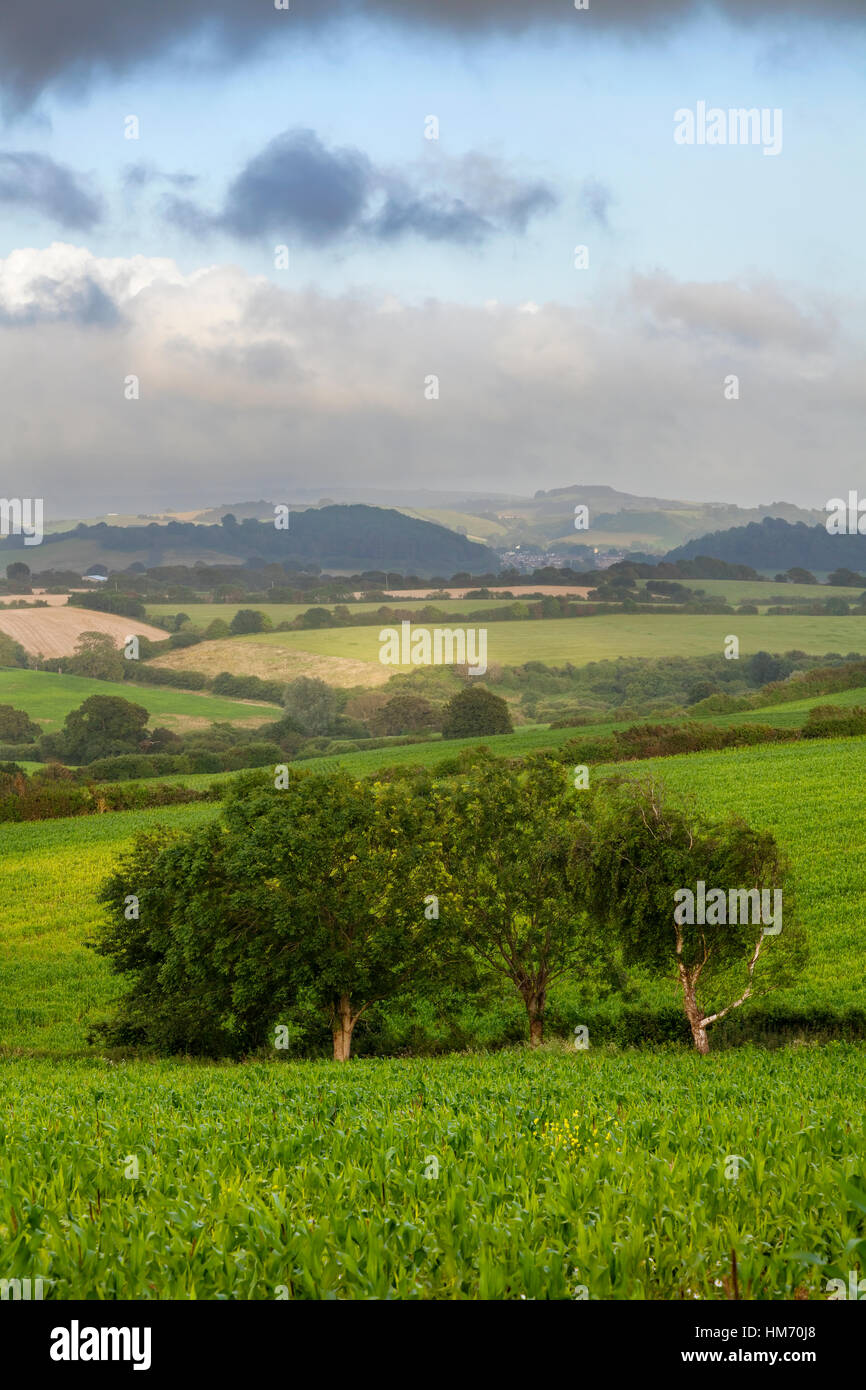 Trees and farmers fields in Symondsbury, Dorset, England. Stock Photo