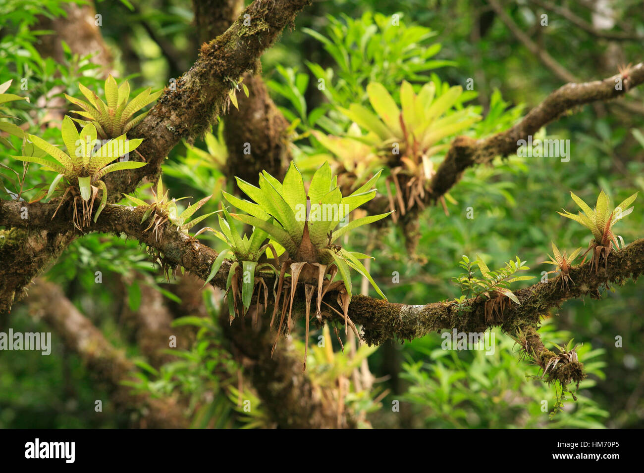 Bromeliads in Monteverde Cloud Forest Preserve, Costa Rica Stock Photo