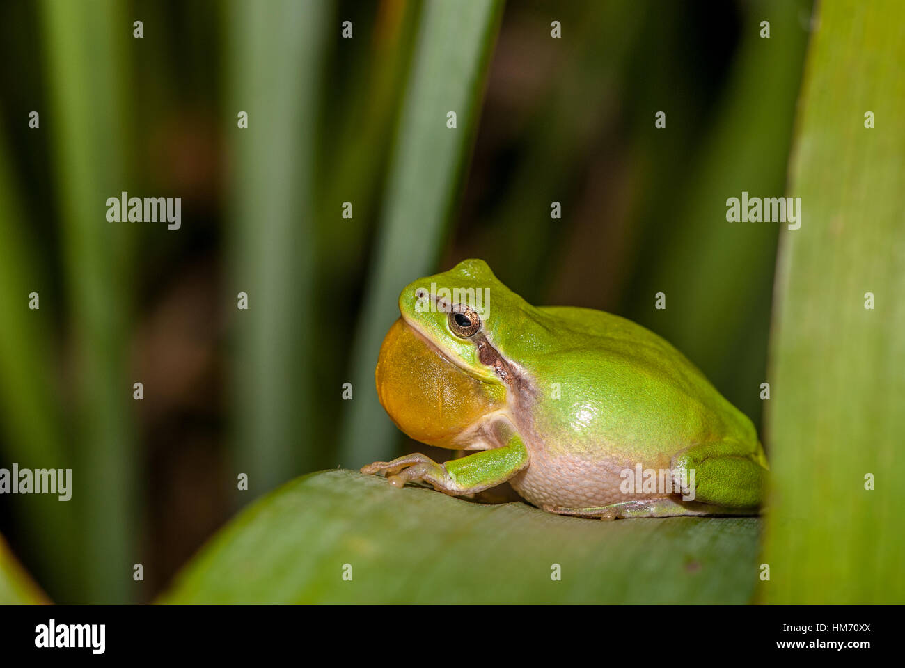 Mediterranean tree frog (Hyla meridionalis) on a green leaf, Santpedor, Barcelona, Catalonia Stock Photo
