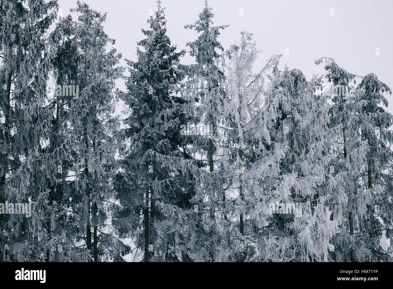 Tree line in heavy snowfall hi-res stock photography and images - Alamy