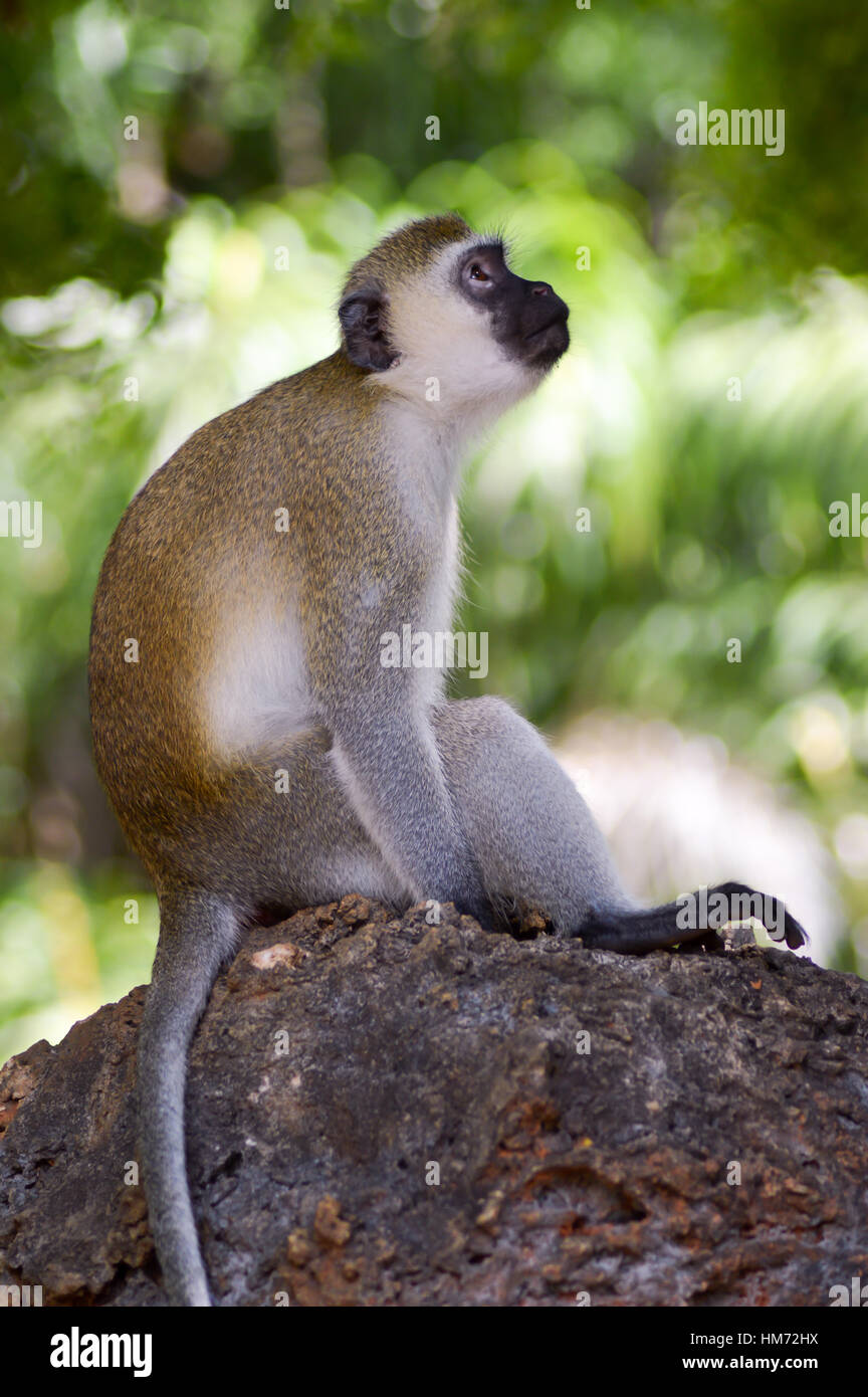 Monkey vervet posed on a rock looking up at a park in Mombasa, Kenya Stock Photo