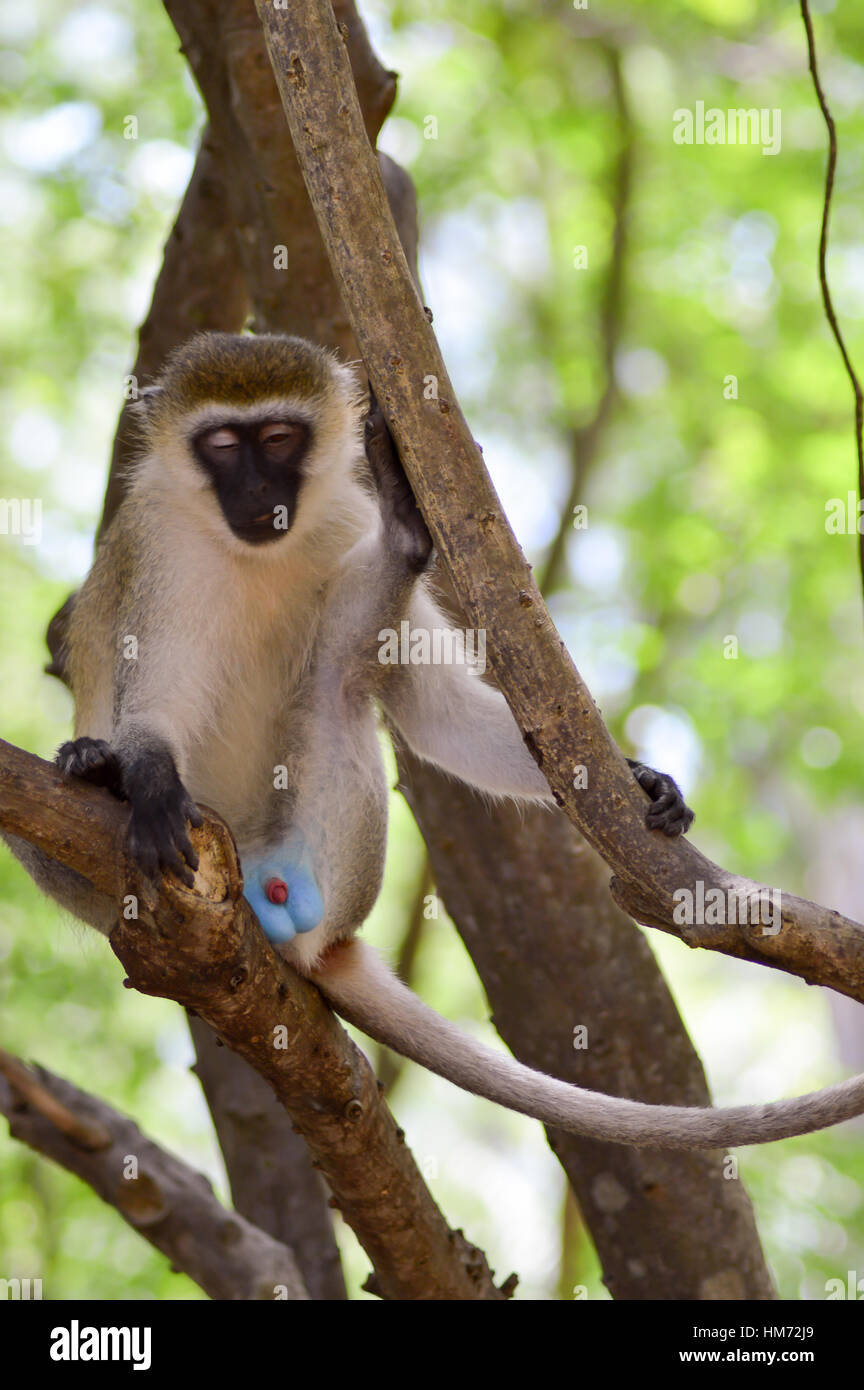 Monkey vervet on a tree with genital parts exposing in a park in Mombasa, Kenya Stock Photo
