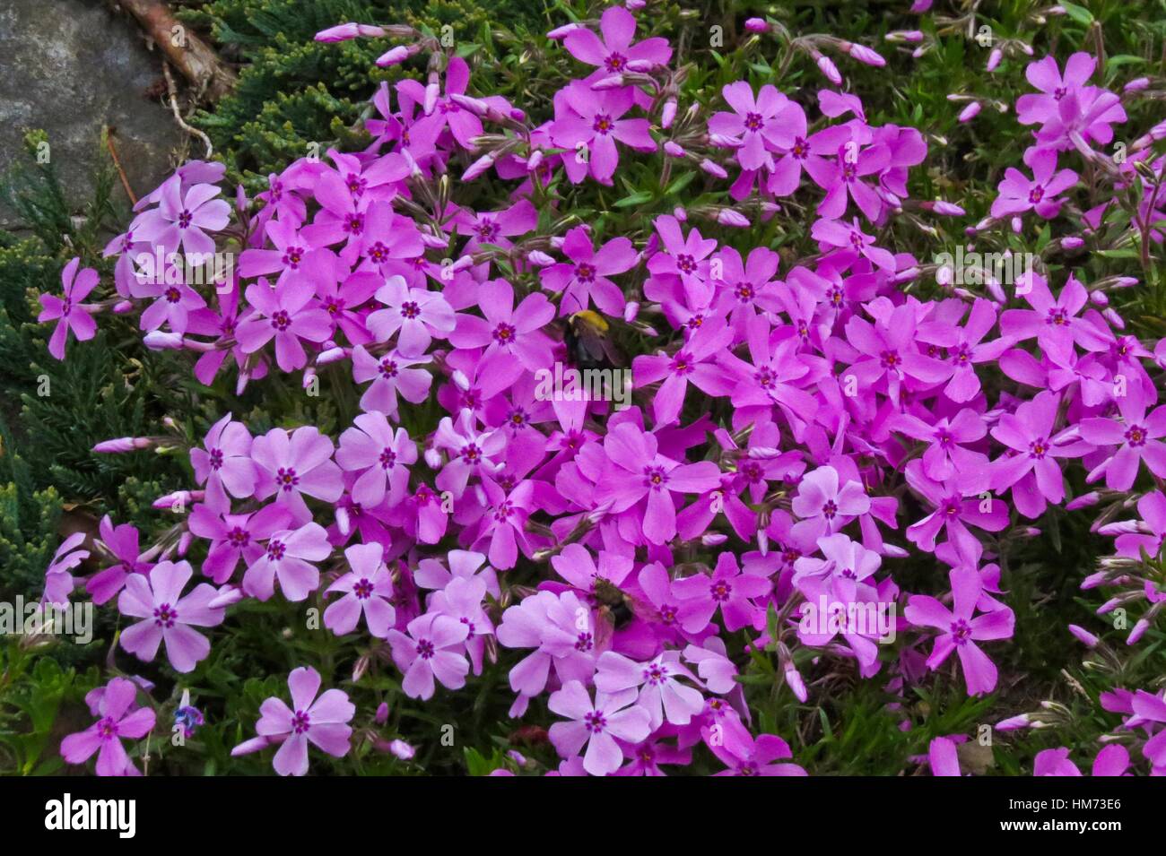 creeping phlox, phlox subulata Stock Photo Alamy