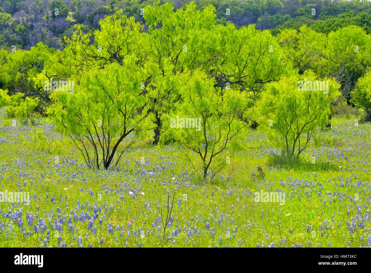 Roadside wildflowers along Threadgill Creek Road featuring Texas