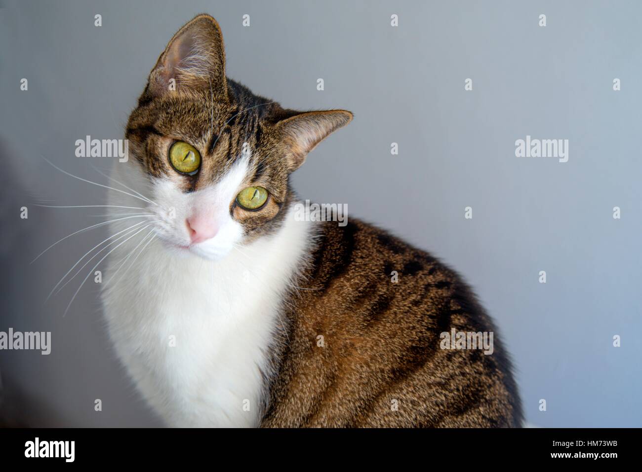Tabby and white cat Stock Photo Alamy
