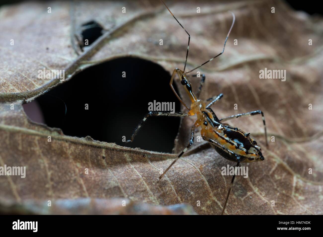 Assassin Bug From Kampung Skudup Sarawak Malaysia Stock Photo Alamy