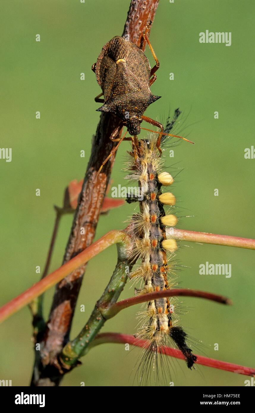 Spined soldier bug (Podisis spp. ) feeding on captured caterpillar