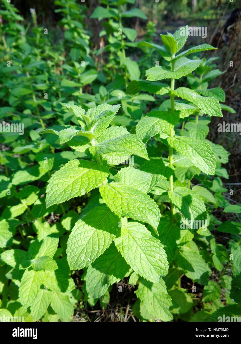 False apple mint (Mentha rodundifolia Stock Photo Alamy