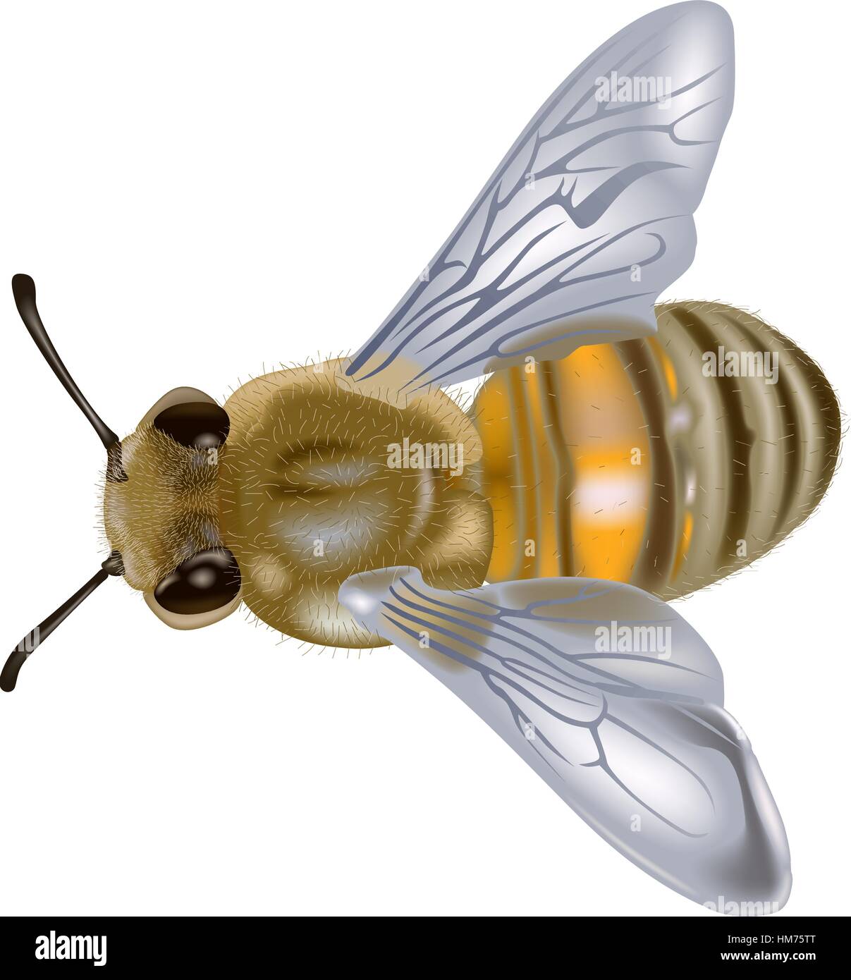 Beneficial insect vector vectors hi-res stock photography and images ...