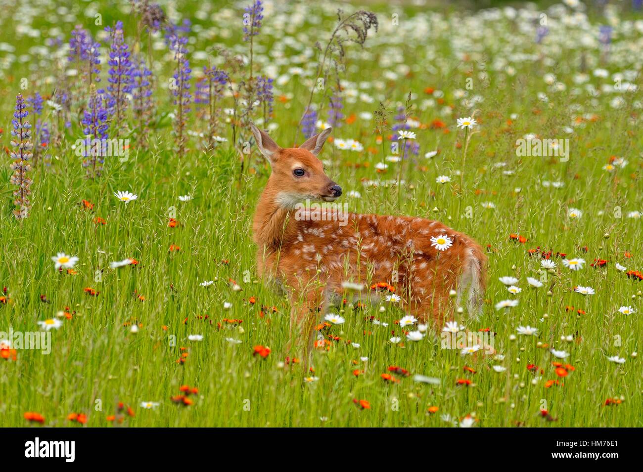 Whitetailed deer (Odocoileus virginianus) Fawn, captive raised, Minnesota wildlife Connection