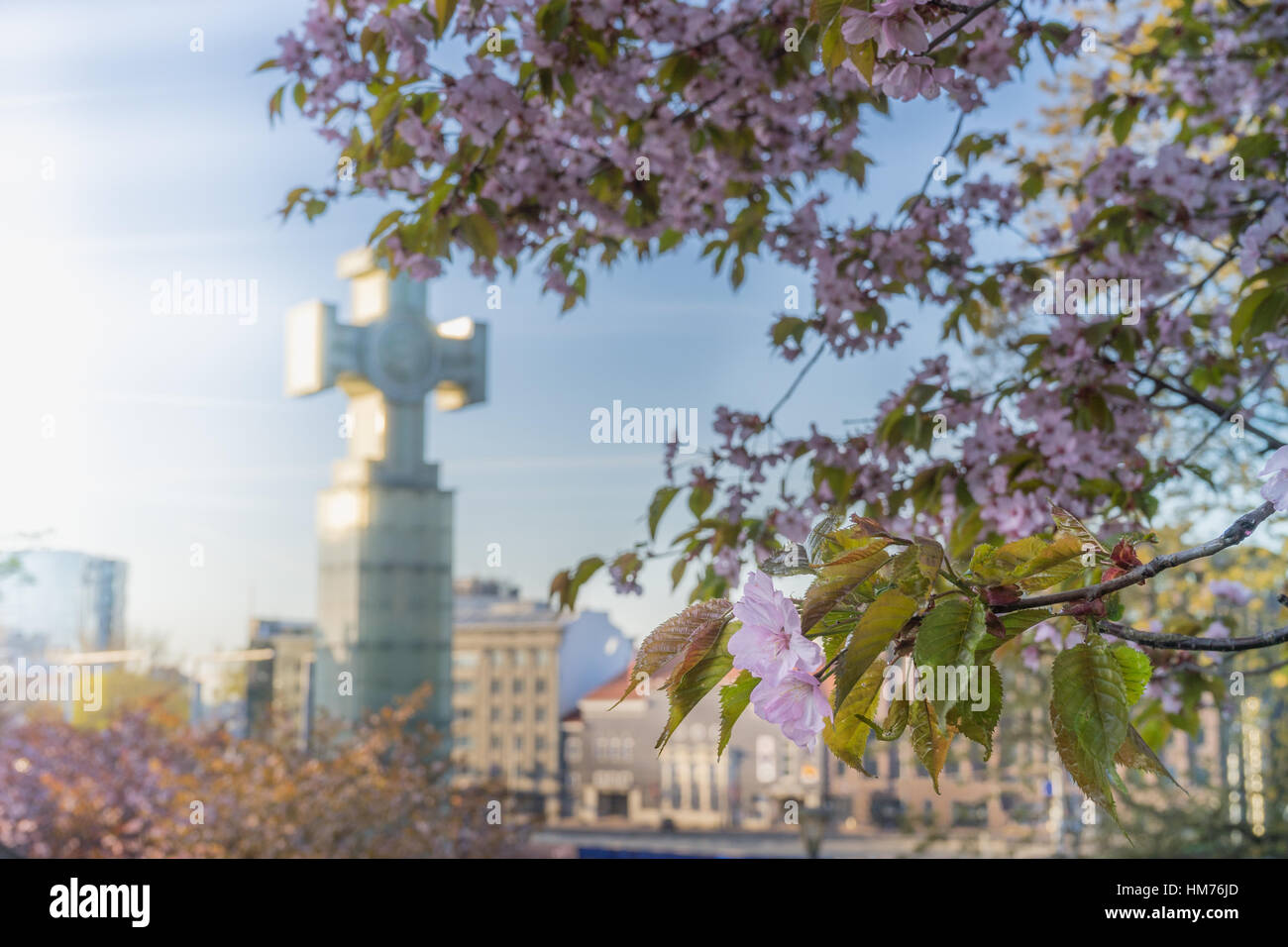 Springtime in Tallinn, Estonia. Blossom sakura and War of Independence Victory Column on background. Stock Photo