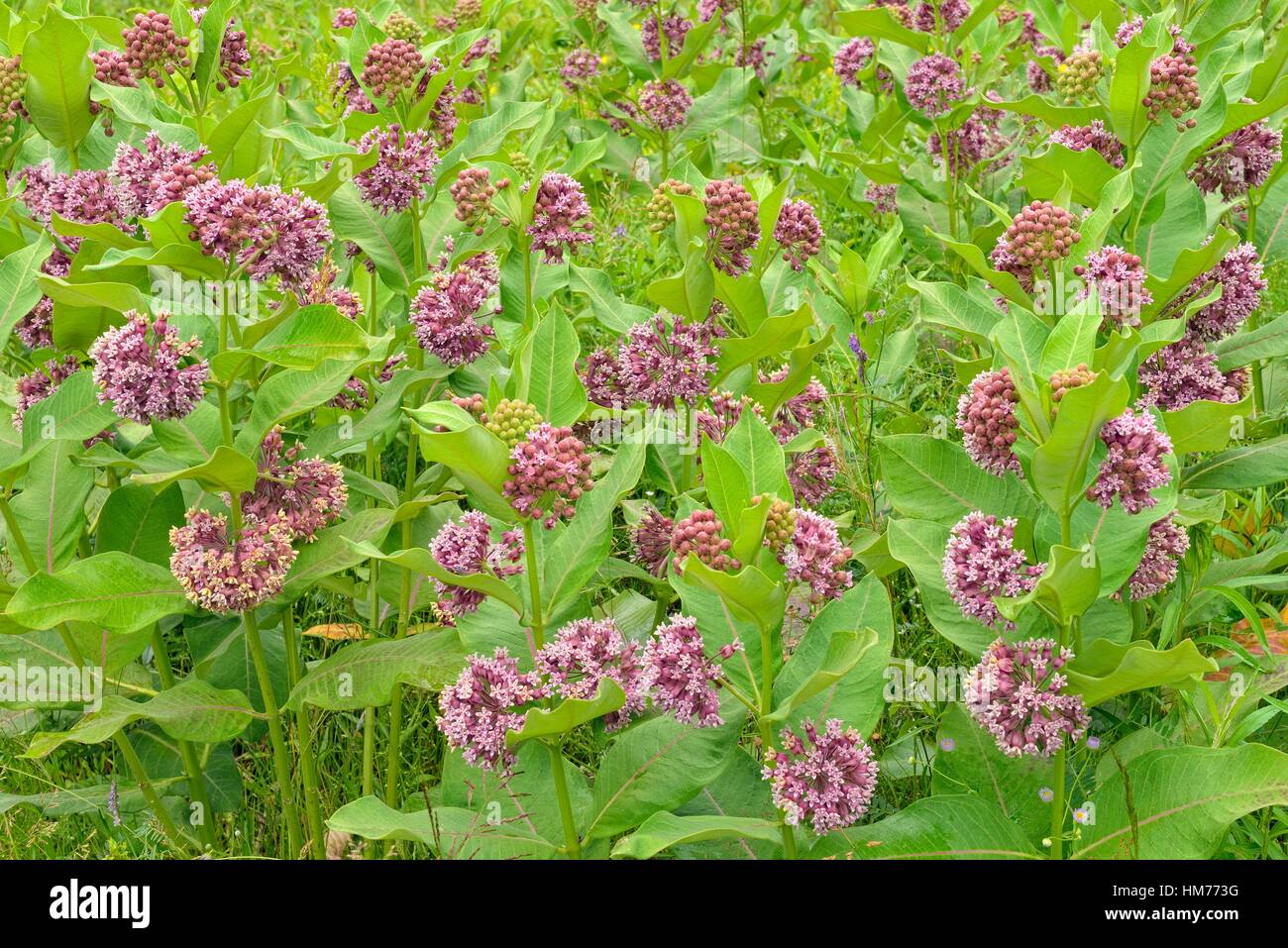 Common Milkweed Asclepias Syriaca Flowers Greater Sudbury Stock Photo Alamy