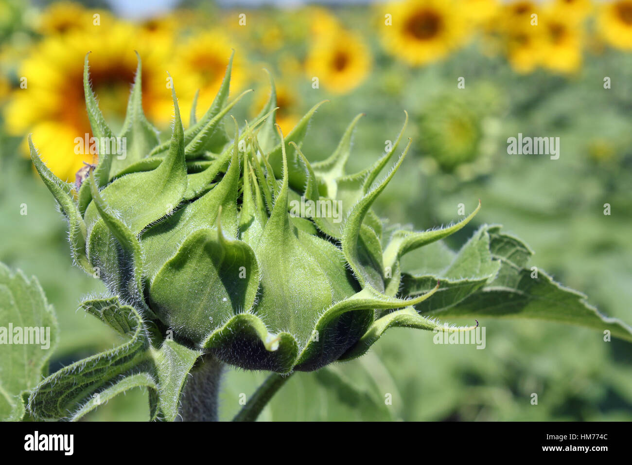 closed sunflower close up agriculture Stock Photo Alamy