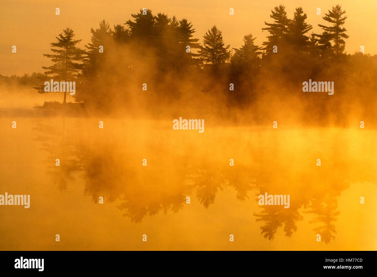 Pine tree silhouettes on lake shore with fog at sunrise, Burwash, Ontario, Canada. Stock Photo