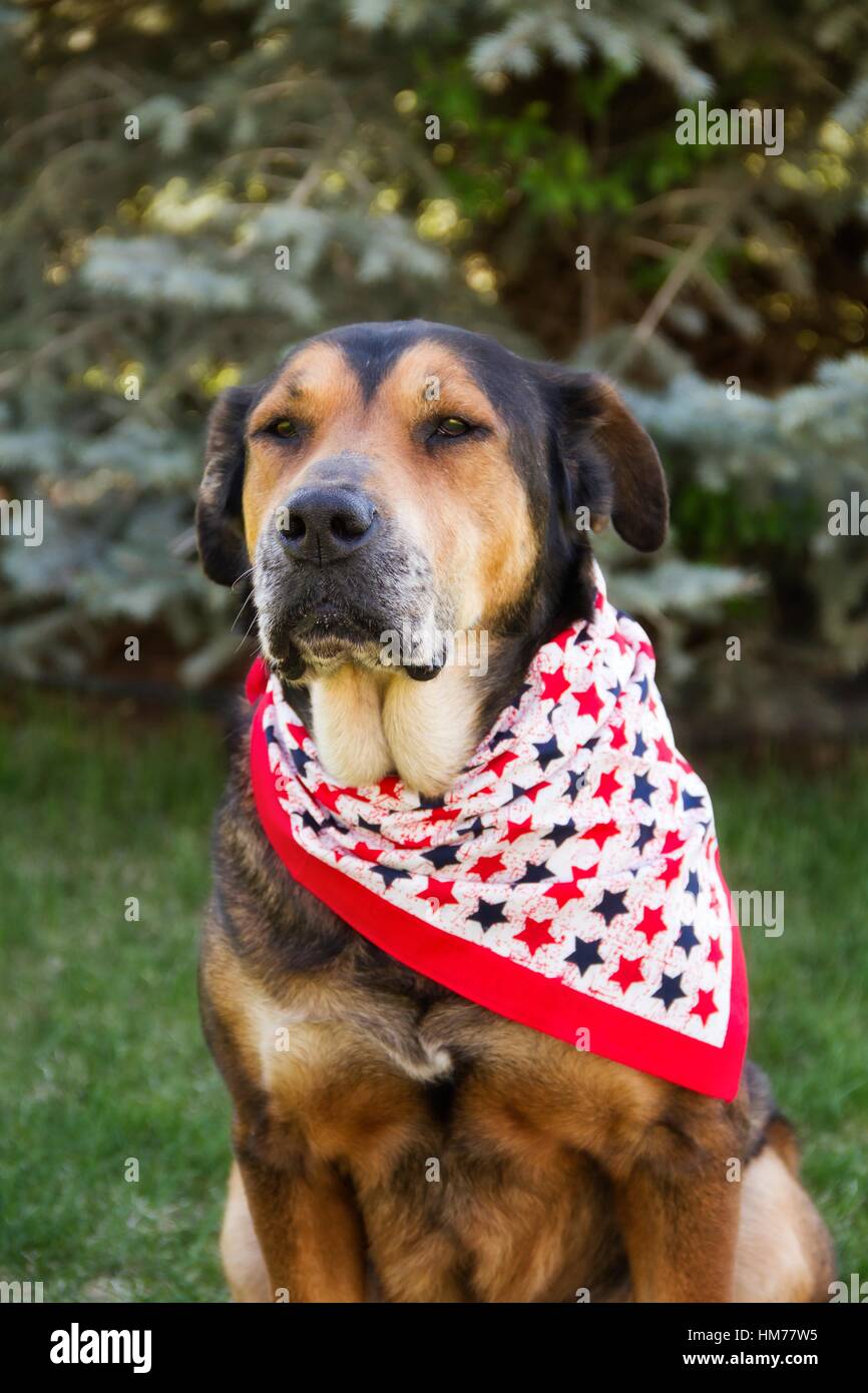 Dog Wearing A Bandana High Resolution Stock Photography and Images Alamy
