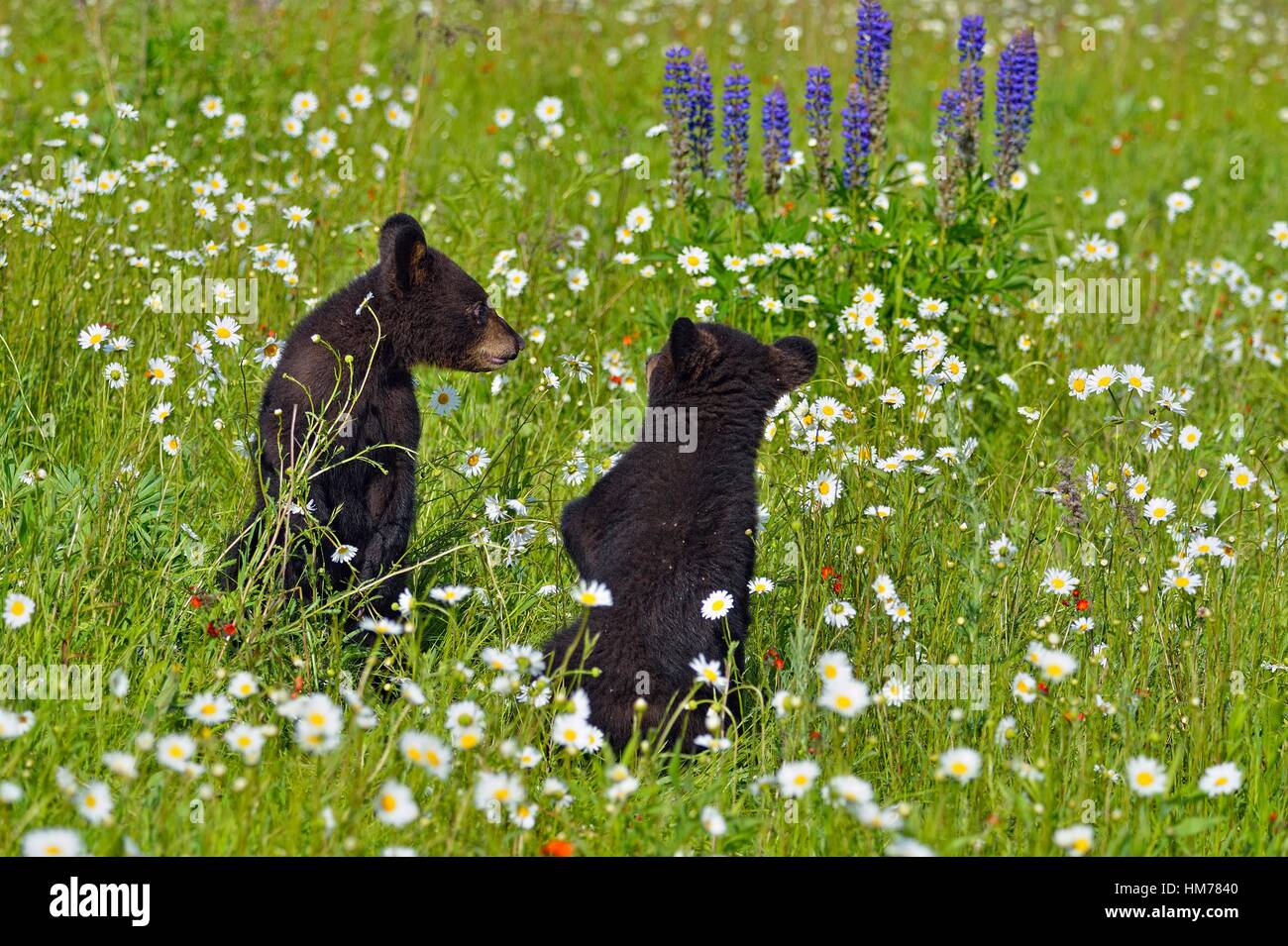 Black bear (Ursus americanus) Cubs in flower field, captive raised, Minnesota wildlife
