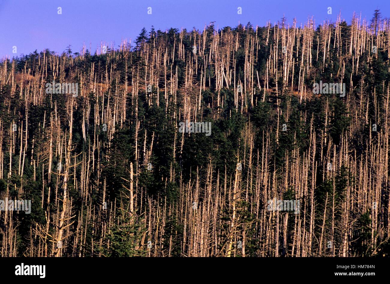 Balsam woolly adelgid hires stock photography and images Alamy