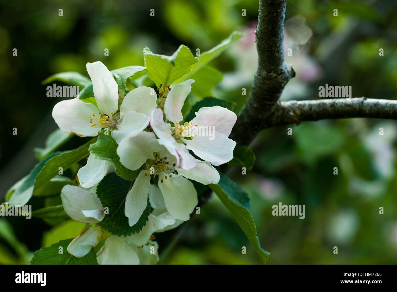 Crab Apple Blossom Stock Photo Alamy