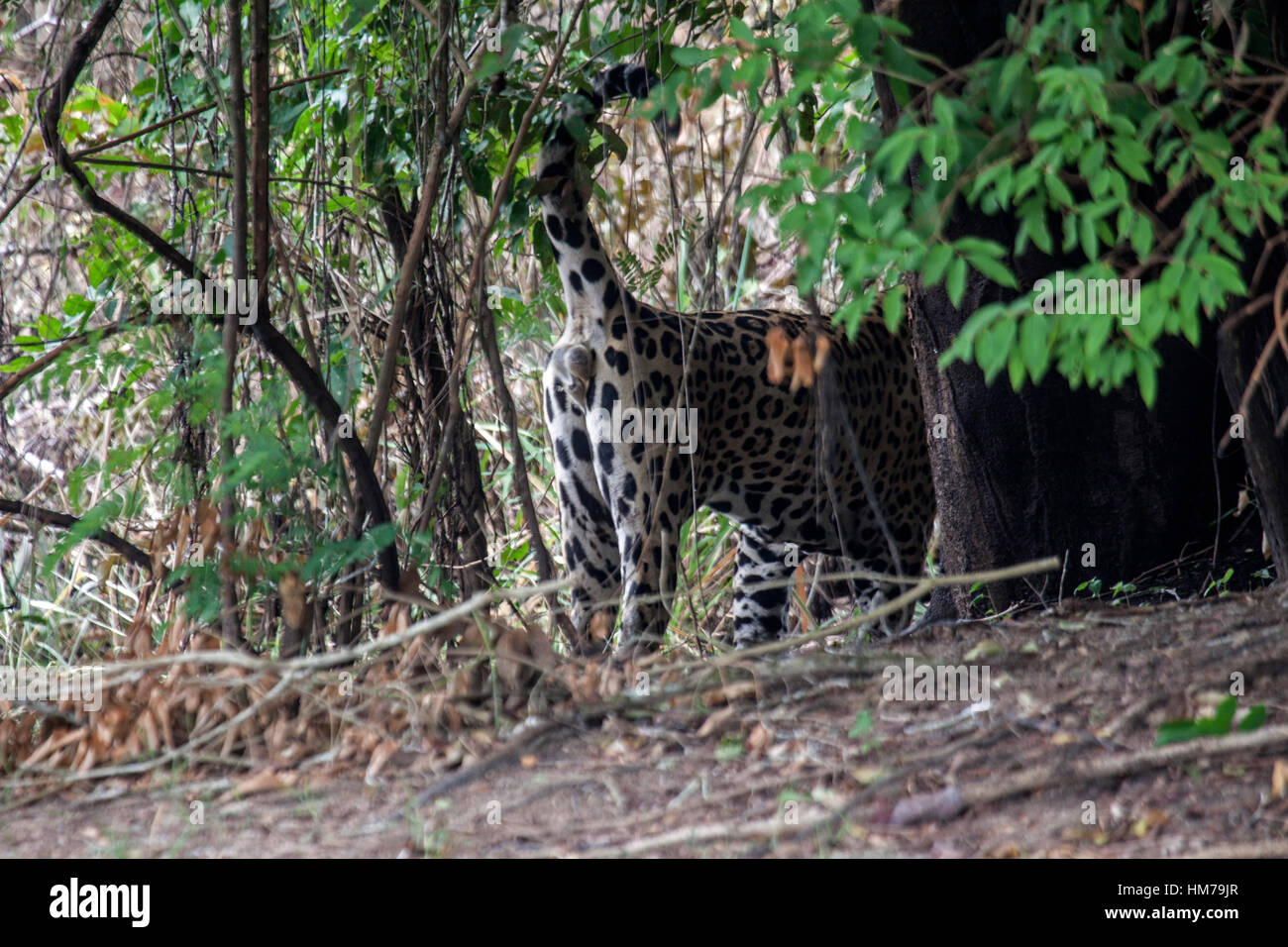 Jaguar spraying scent onto the surrounding vegetation from its scent gland situated beneath its tail in Brazil Stock Photo