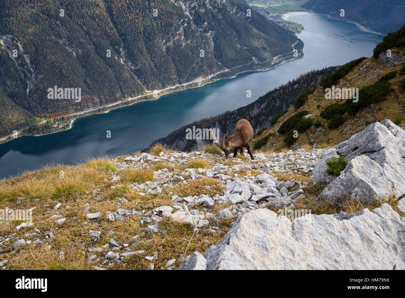 Austria, Tyrol, Achenkirch (municipality), Lake Achen, Mountain, Capricorn, Autumn Stock Photo