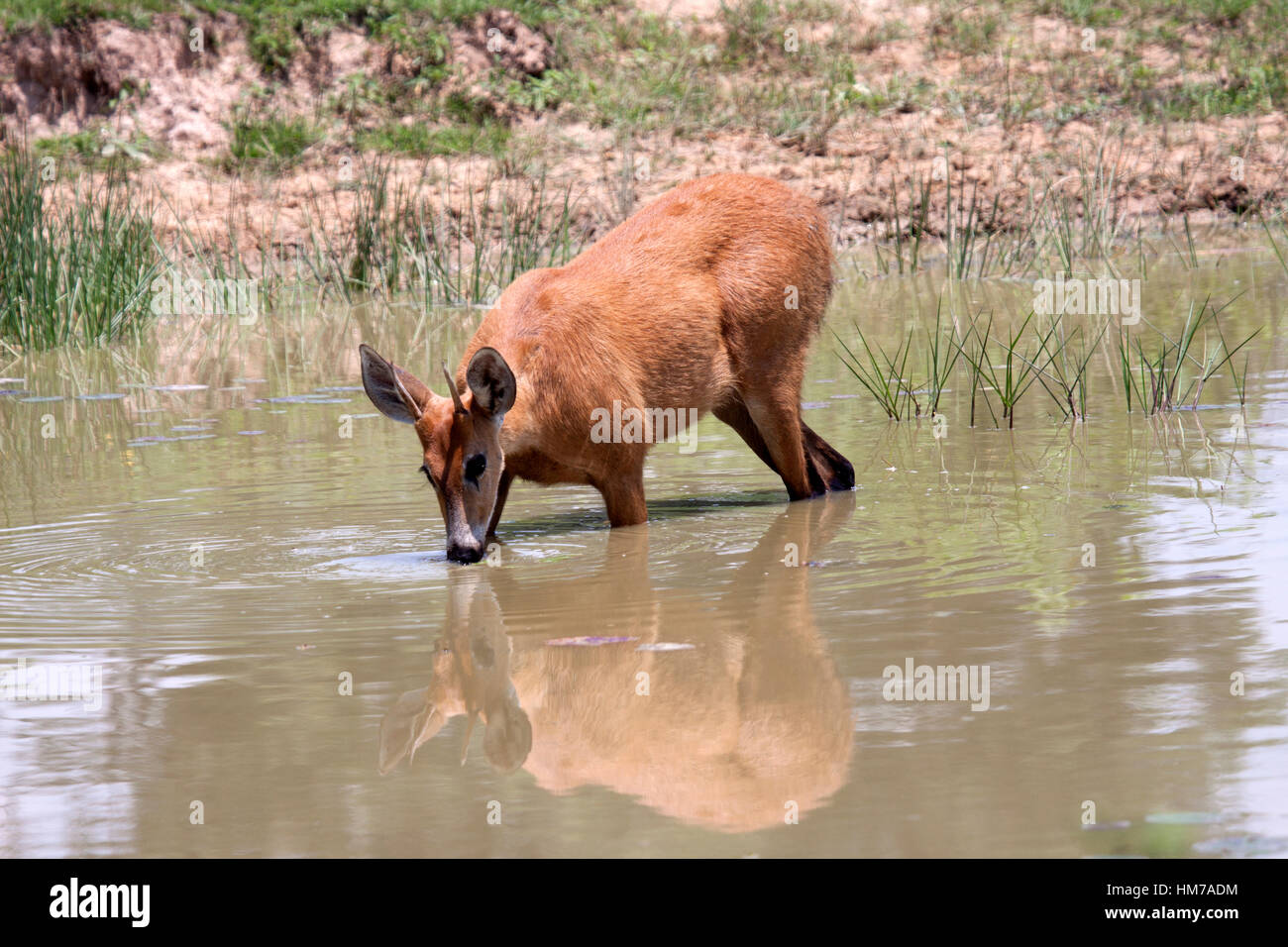 Marsh deer stag wading into water to drink in Brazil Stock Photo